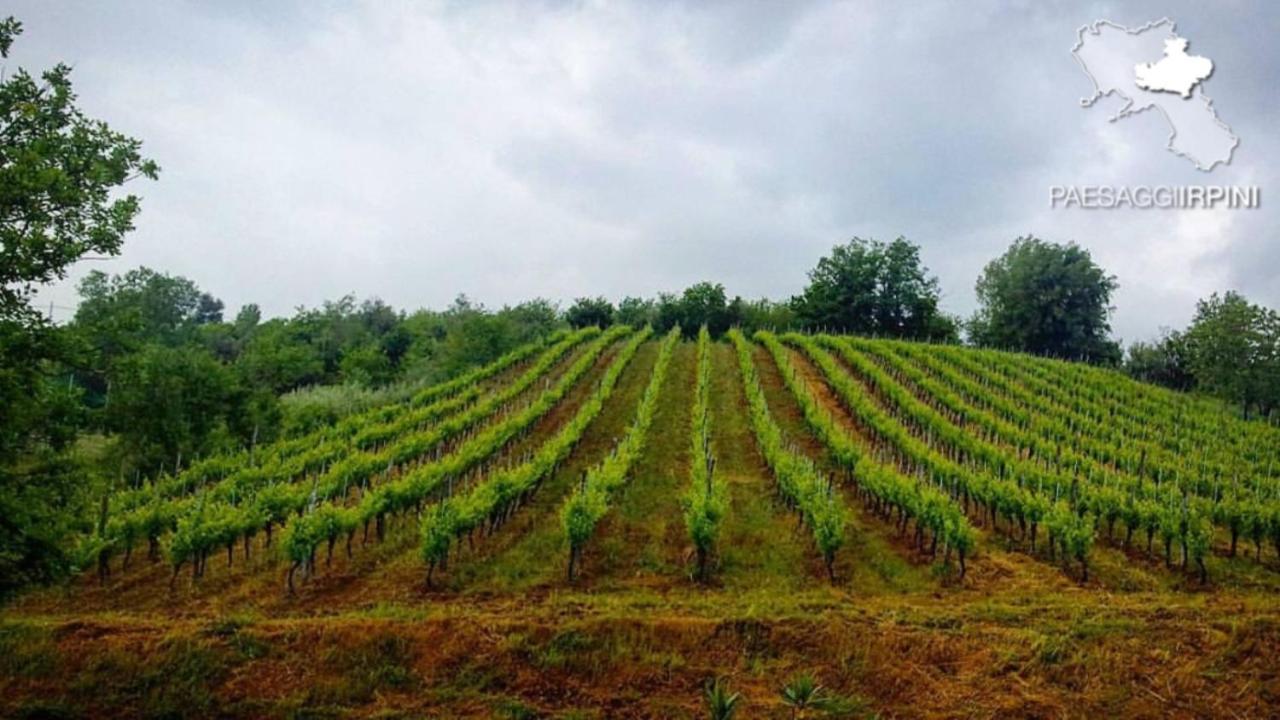 La Collina Di Nonno Carmine Acomodação com café da manhã Santa Paolina Exterior foto